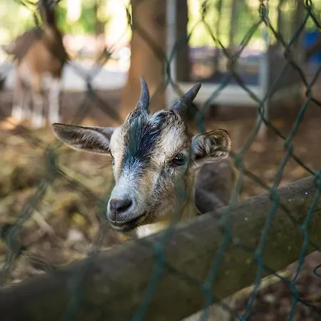 Quinta Da Chouza E Enoturismo مزرعة للإقامة سيلوريكو دي باستو
