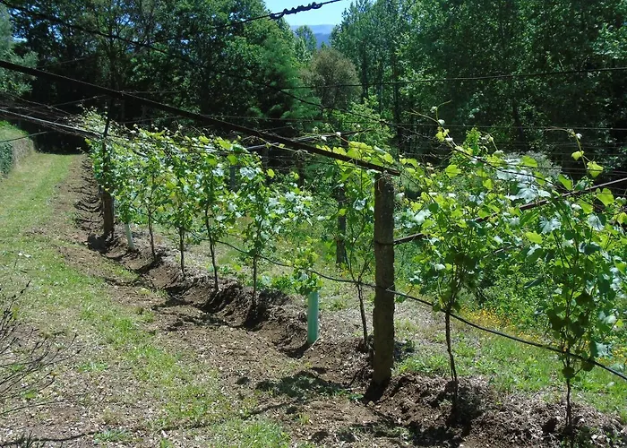 Quinta Da Chouza E Enoturismo