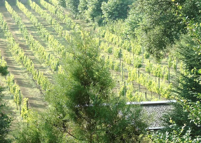 Quinta Da Chouza E Enoturismo Vakantieboerderij Celorico De Basto